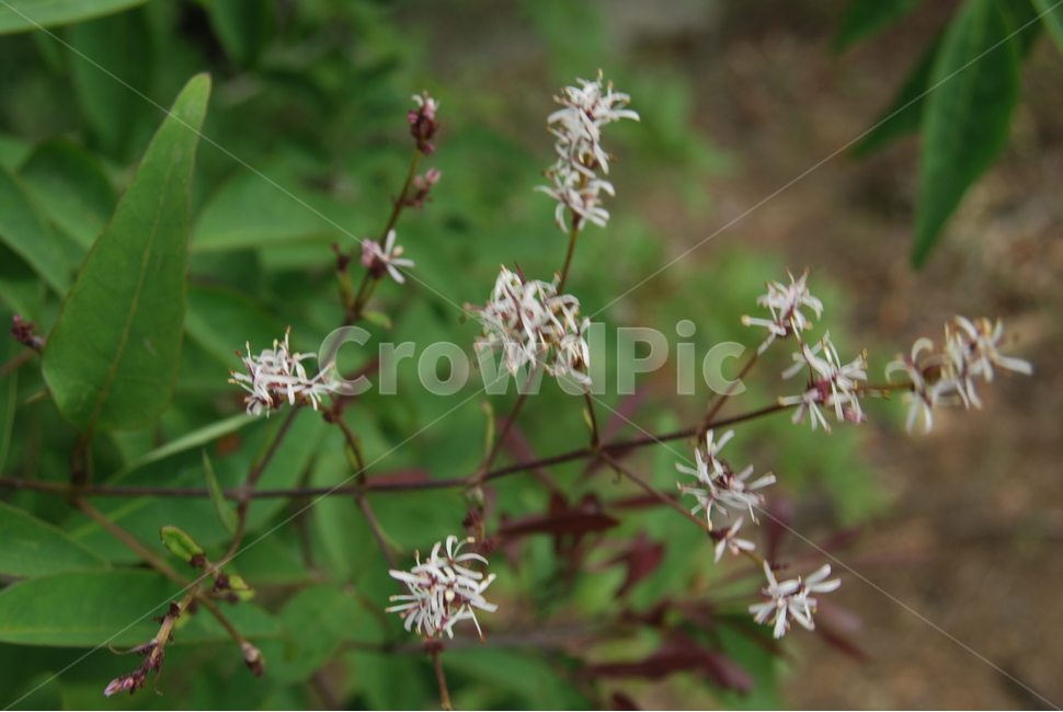 북바위산,국립공원,야생,봄,자연휴양림,식물,자연,plants,nature,꽃,flower