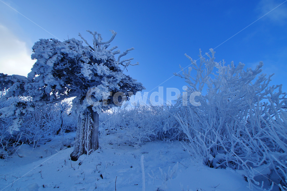 함백산,설경,풍경,상고대,정선,고한,푸른하늘,겨울,계절,winter,season,자연,풍경,nature,landscape,outdoors,옥외,snow,눈