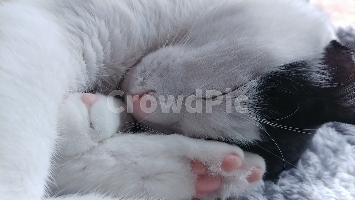 고양이,발바닥,젤리,잠든,핑크색,분홍,오전,아침,실내,동물,animal,포유류,mammal,고양이,cat,kitten,kitty