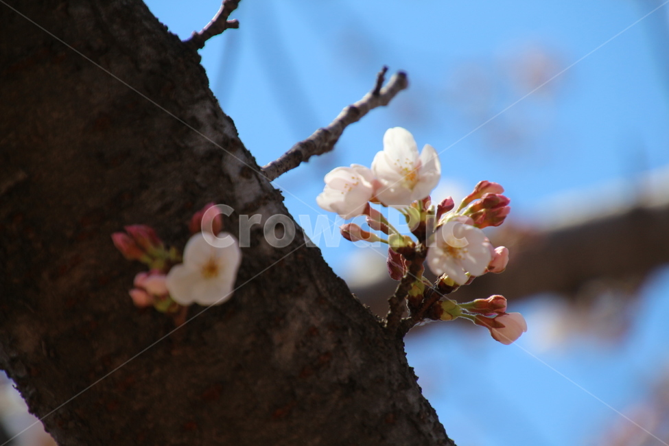 봄,흰색,벗꽃,나무,꽃,봄,계절,spring,season,식물,자연,plants,nature,꽃,flower,plant