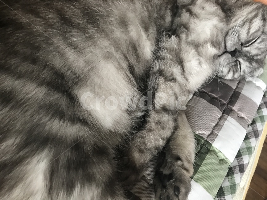 동물,고양이,잠,휴식,냥냥이,동물,animal,포유류,mammal,고양이,cat,kitten,kitty
