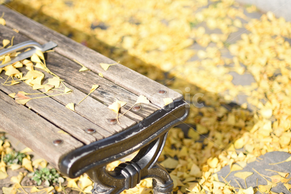 은행나무,단풍,식물,의자,노랑,가을,계절,fall,autumn,season