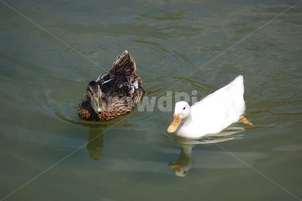 자연,조류,새,오리,물,Nature,birds,water,동물,animal,조류,새,birds