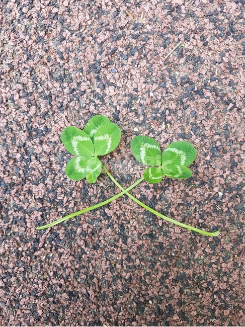 plant,식물,클로버,세잎클로버,네잎클로버,잎,초록색,green,자연,nature,식물,자연,plants,nature