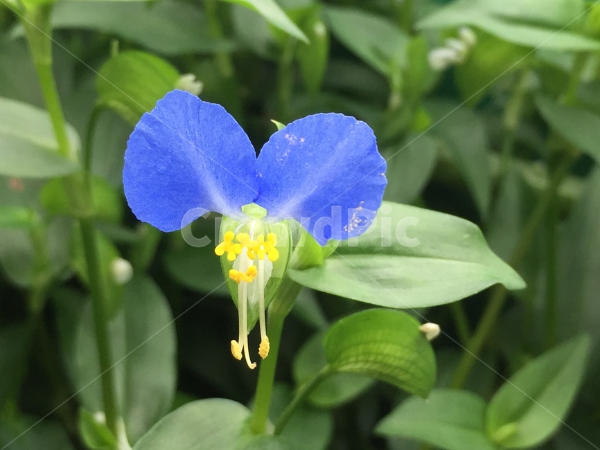 꽃,blossom,plant,식물,flower,식물,자연,plants,nature,꽃,flower