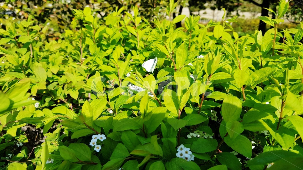 정원,공원,원예,흰꽃,가든,식물,자연,plants,nature,꽃,flower