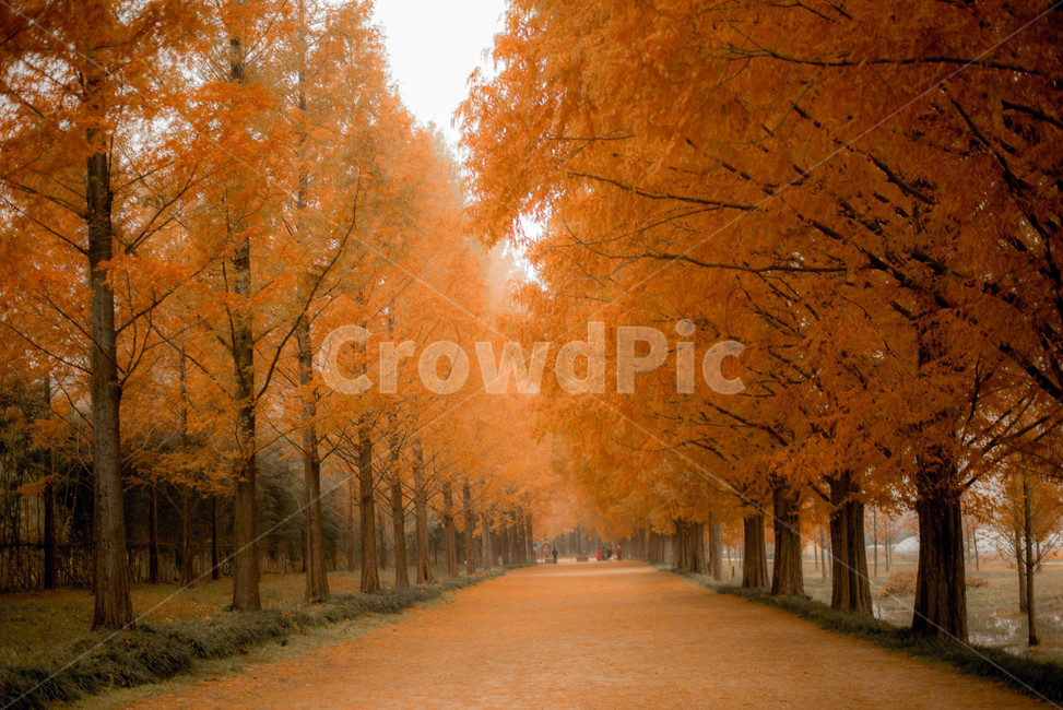 가을,메타쉐콰이어,메타쉐콰이어길,단풍,낙엽,담양,하늘,가을,계절,fall,autumn,season,자연,풍경,nature,landscape,식물,plants,나무,trees,wood,plant,tree,maple,scenery,outdoors,옥외