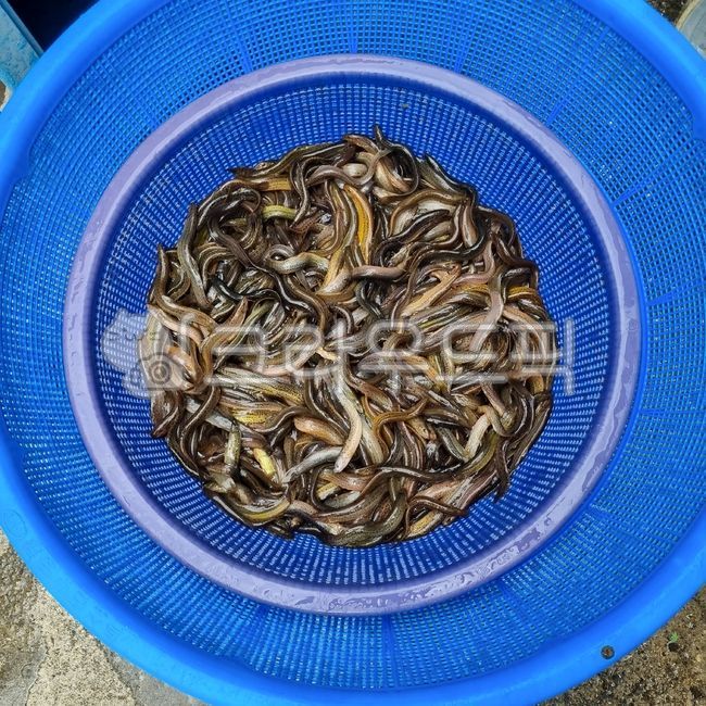 미꾸라지,민물고기,생물,fish,미꾸리,식재료,음식재료,요리재료,국내산,국산,loach,자연산,생선,추어탕재료,식용물고기,식용,물고기,freshwaterfish,food,chutang,loachsoup,edible,ediblefish,어류,fishes,foodingredients,cookingmaterial,foodstuff,소쿠리,colander,플라스틱소쿠리,plasticcolander,수산물,marineproducts,chueotangingredients,slipperyloach,mudfish,chueotang,추어탕,edibility,loachfish,nativeloach,토종미꾸라지