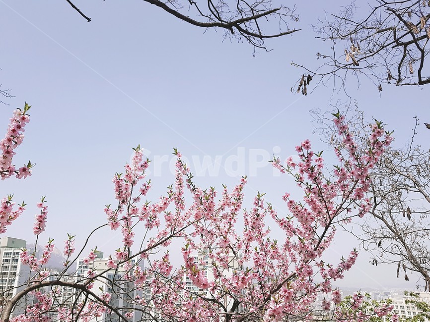 plant,식물,flower,꽃,blossom,경치,봄꽃,봄,분홍색꽃,봄,계절,spring,season