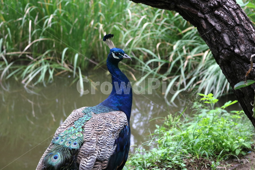 새,조류,공작,공작새,꿩과,동물,동물,animal,조류,새,birds