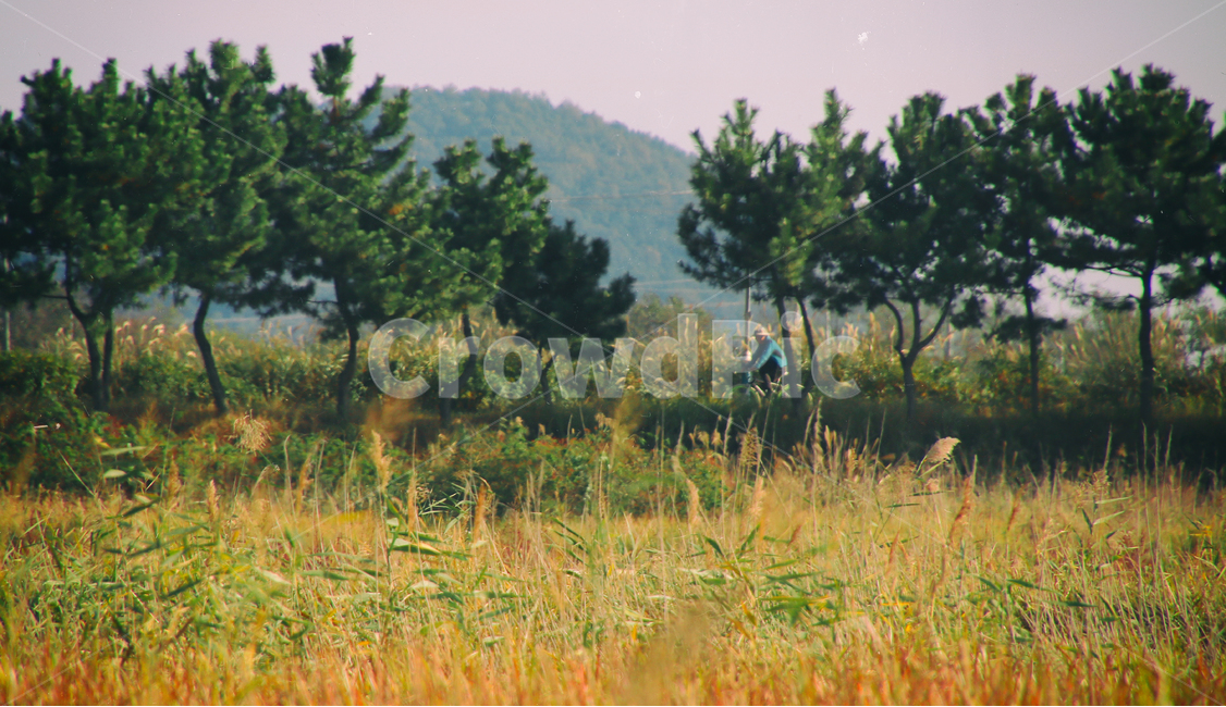 자연,풍경,가을,억새,감성,자연,풍경,nature,landscape,사람,인물,인간,human,person,남성,남자,man,male