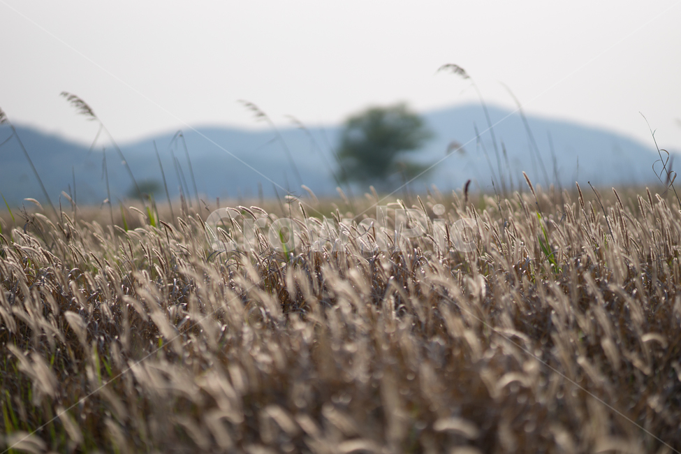 우음도,나무,억새,편안한느낌,flamegrass,가을,계절,fall,autumn,season,자연,풍경,nature,landscape,grass,잔디,plant,식물,food,음식,vegetable,야채,grain,곡물