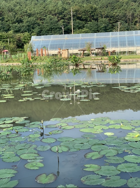 plant,식물,nature,자연,연꽃,연꽃잎,연못