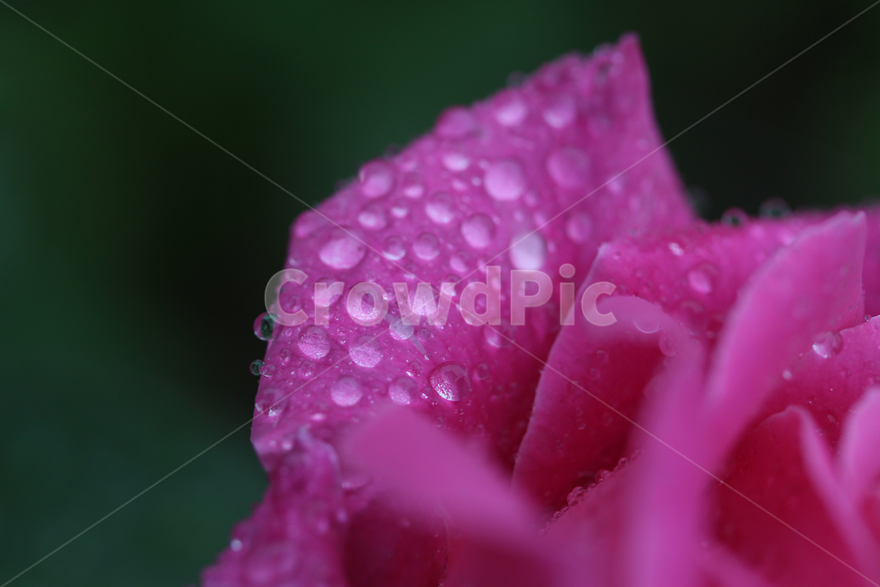 빗방울,물방울,raindrop,waterdrop,장미,꽃,rose,flower,식물,자연,plants,nature,꽃,flower