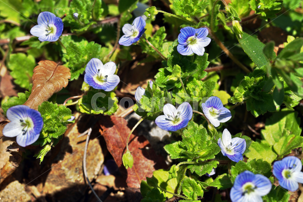 개불알풀,봄,개불꽃,봄까지꽃,waysidespeedwell,한해살이풀,식물,자연,plants,nature,꽃,flower