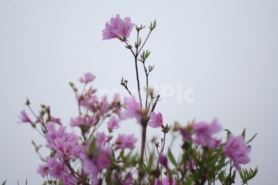봄,비,봄비,철쭉,사랑의기쁨,봄,계절,spring,season,식물,자연,plants,nature,꽃,flower,plant,blossom,geranium,제라늄