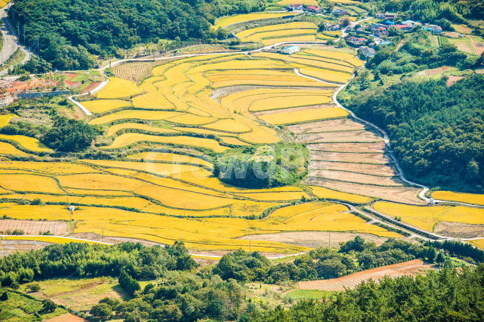 논,다랭이논,바다,가을풍경,들판,가을들판,자연,풍경,nature,landscape,한국자연풍경,한국자연경관,korea nature landscape,scenery,outdoors,옥외,경치,field,들,aerial view,조감도