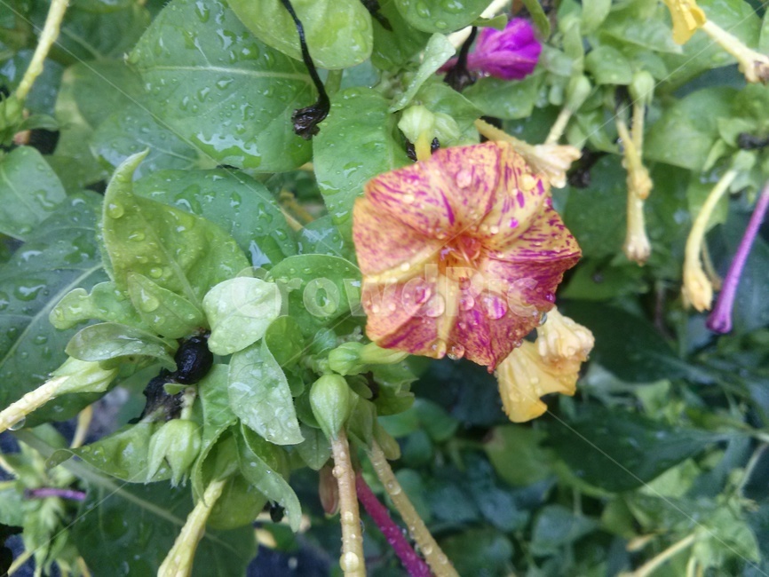 plant,식물,blossom,꽃,flower,노랑,자주색,초록색,green,빗방울,raindrop,yellow,amarvelofperu,purple,leaf,잎