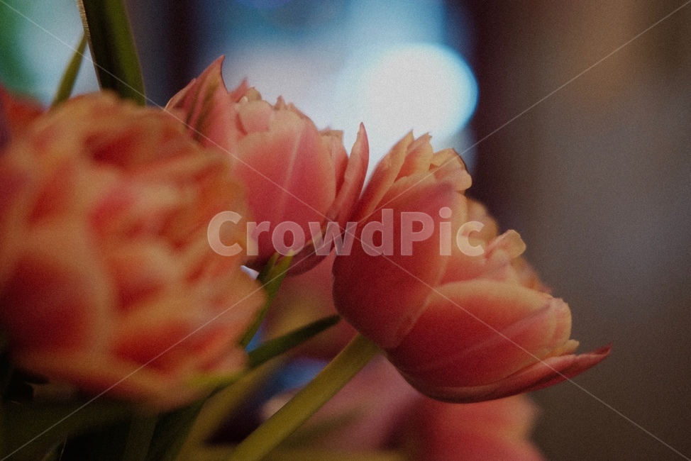 꽃,초록,감성사진,flowers,green,식물,자연,plants,nature,꽃,flower