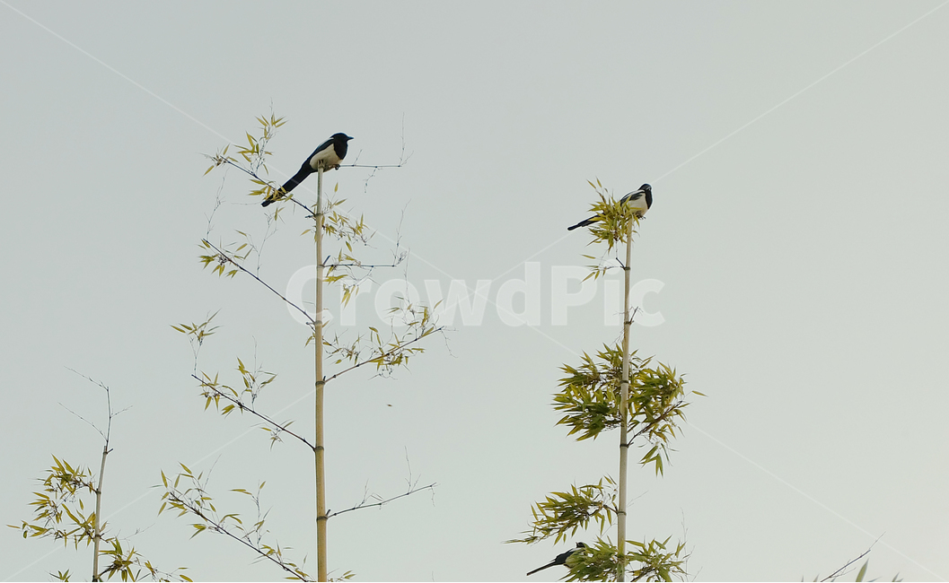 까치,새,자연,동물,조류,하늘,동물,animal,조류,새,birds