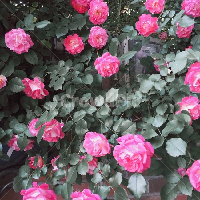 장미,핑크,분홍색장미,5월,봄날,flower,만개,장미꽃,rose,봄,계절,spring,season,식물,자연,plants,nature,꽃,flower,geranium,제라늄,blossom,plant