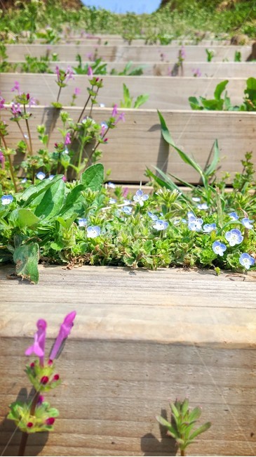 계단,들꽃,꽃,봄,잡초,식물,자연,한국,광대나물꽃,봄까치꽃
