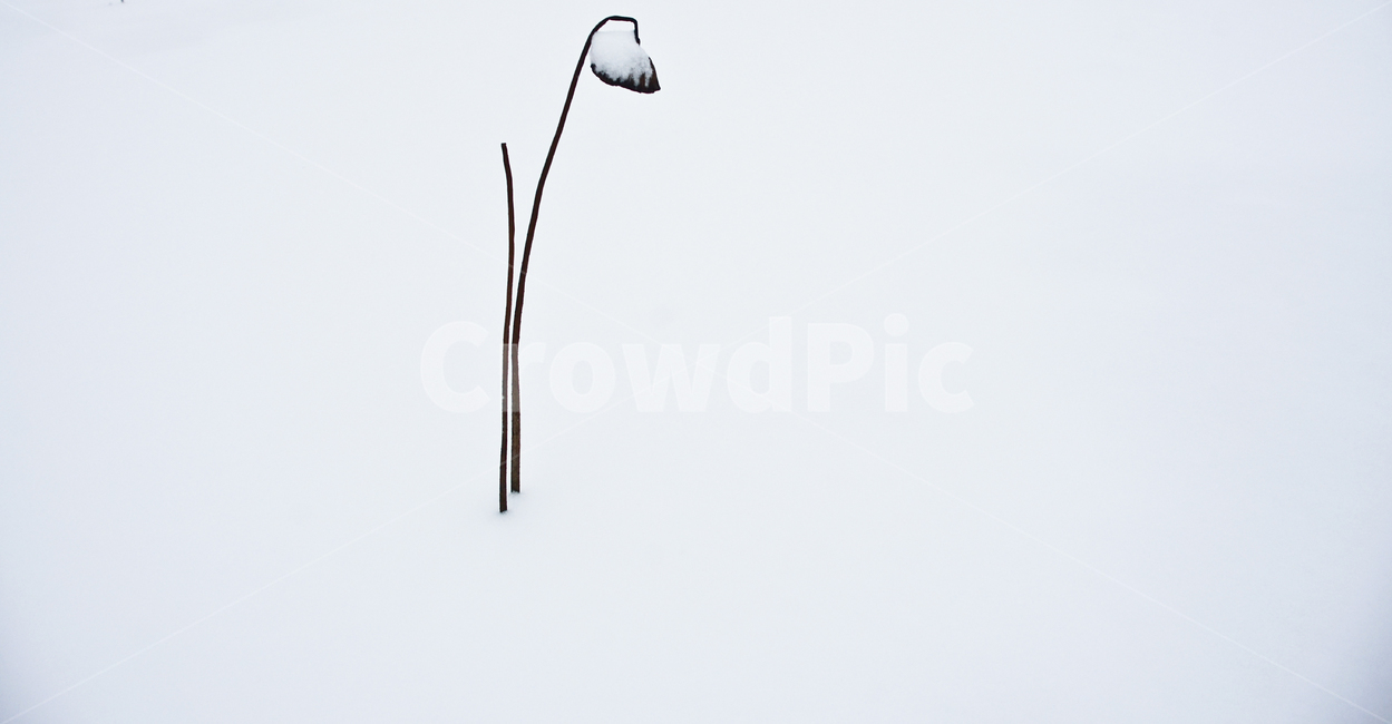 겨울,눈,눈밭,흰눈,연밭,연줄기,식물,동장군,겨울,계절,winter,season,식물,자연,plants,nature