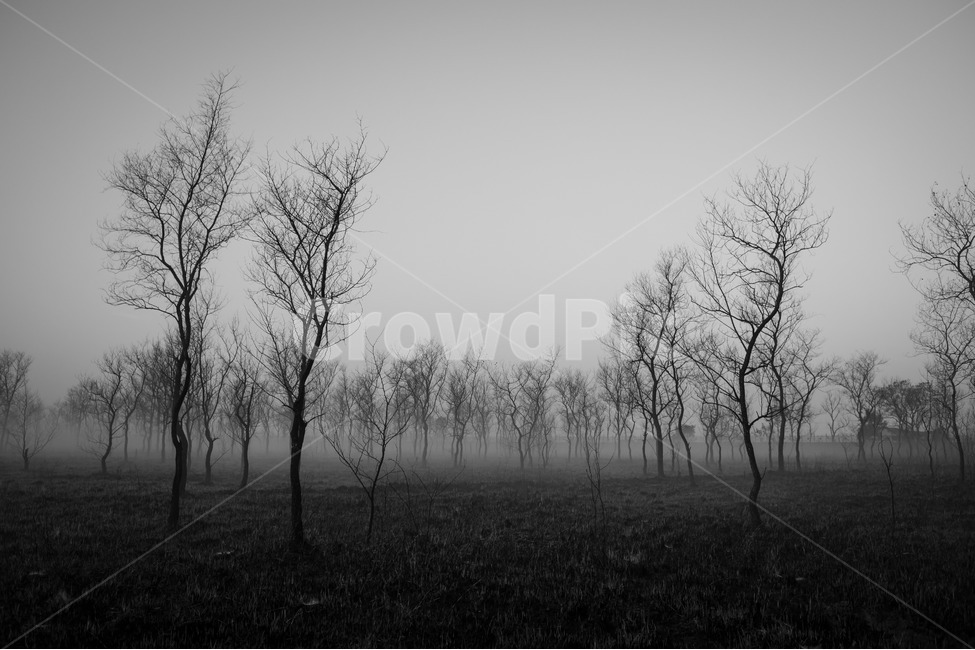 숲,나무,안개,흑백,뿌리,들,밭,풍경,자연,풍경,nature,landscape,흑백,모노톤,monochrome,black and white,weather,날씨,outdoors,옥외