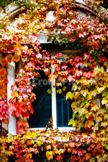 가을,나무,담쟁이,넝쿨,붉은색,가을,계절,fall,autumn,season,plant,식물