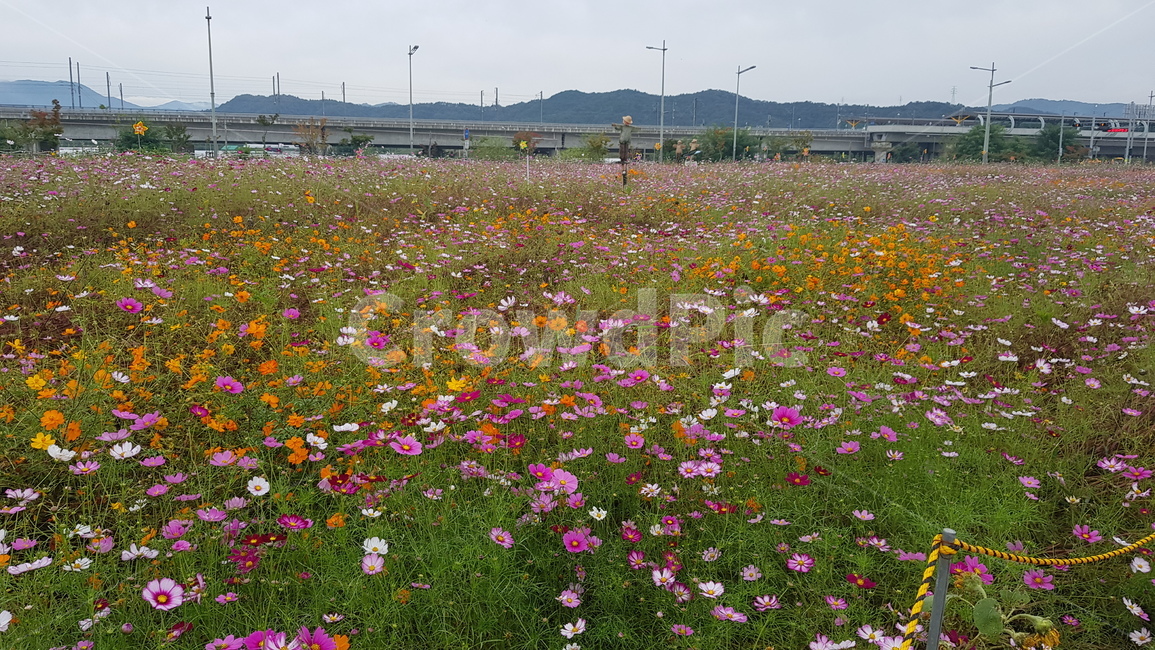 코스모스,grassland,field,들,nature,자연,outdoors,옥외,farm,농장,countryside,한지방,rural,농촌,meadow,목초지