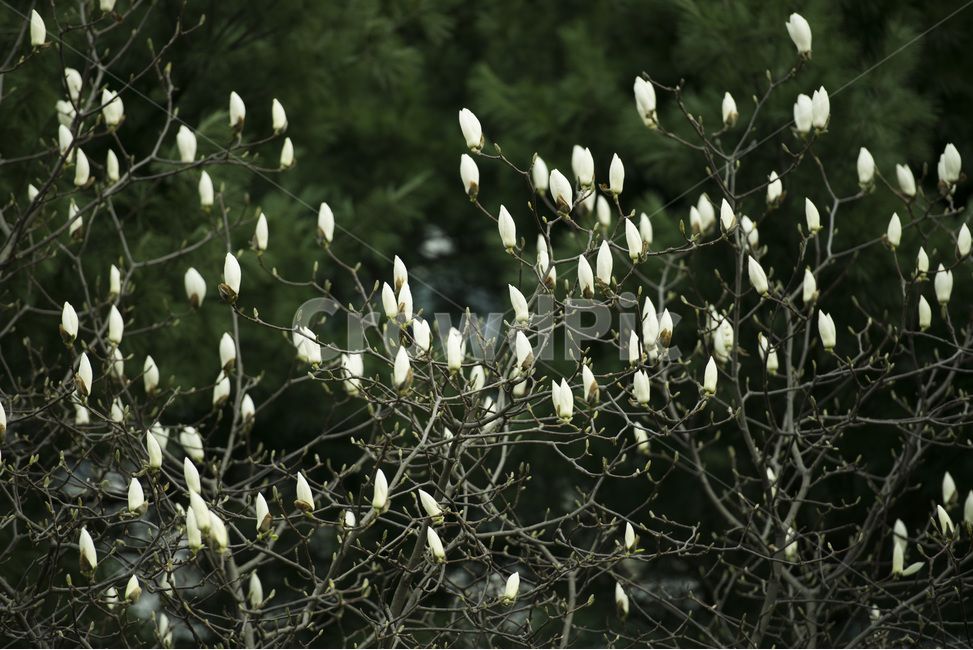 목련,봉오리,봄,흰꽃,식물,꽃,flower,plant