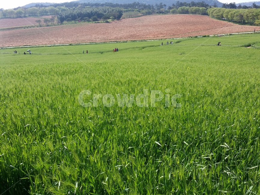보리,보리밭,풍경,abarleyfield,abarley,field,nature,outdoors,옥외,목초지,날씨,초원,초록,밭,잔디,핑크