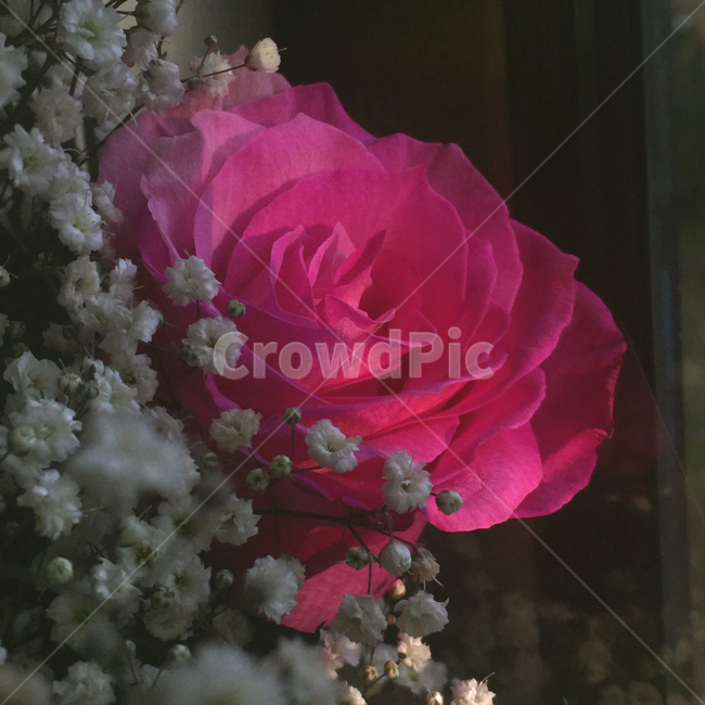 flowerarrangement,plant,rose,flower,pinkrose