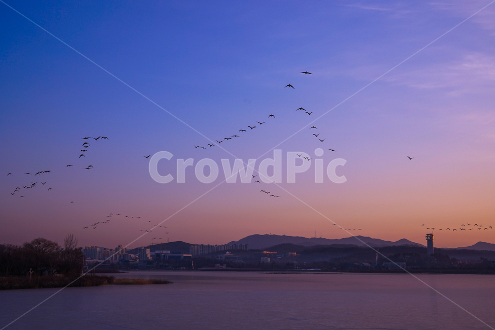 새,조류,동물,겨울철새,철새,이동,비행,새벽,여명,하늘,도시,풍경,city,landscape,animal,flock,대군,bird,flying,나는