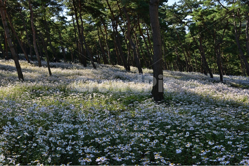 인간,human,person,사람,outdoors,옥외,field,들,nature,자연,plant,식물,tree,나무,treetrunk,나무줄기,정읍,국절초공원,구절초,구절초꽃