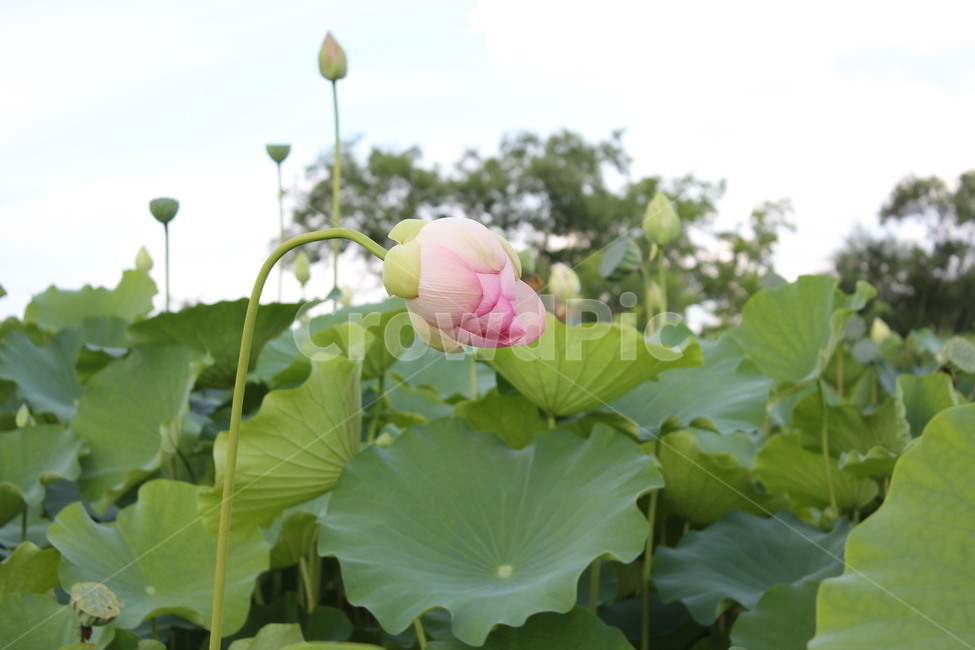 pink,green,nature,leef,lotus,Lotus,leaf,flower,lotusleave,bud,lotus leaf,leaves,flower bud,plant,Buddhas Birthday,lotus field,kite