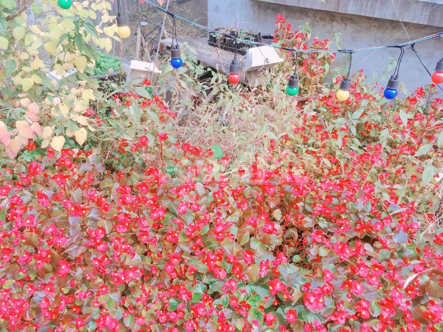 꽃,조명,빨간꽃,봄,플라워,식물,자연,plants,nature,꽃,flower