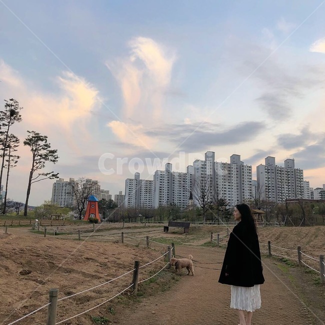 강아지,푸들,공원,풍경,구름,뒷모습,산책