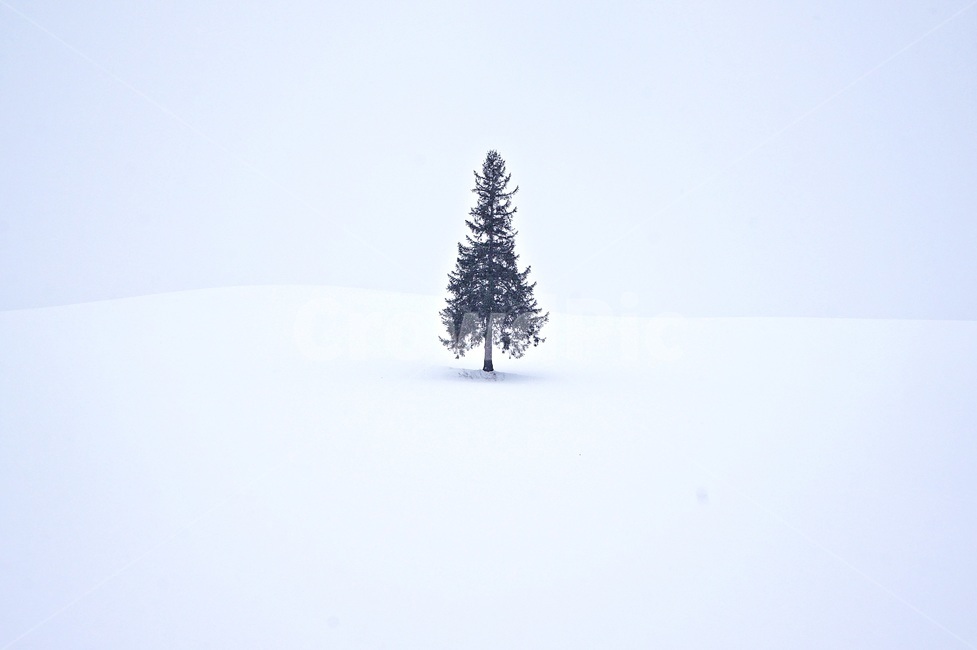 폭설,눈,겨울,나무,크리스마스트리,plant,tree,식물,snow,겨울,계절,winter,season,자연,풍경,nature,landscape