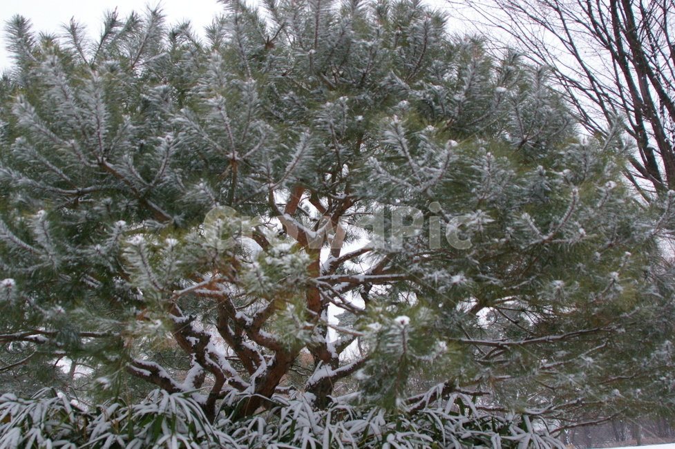 여의도공원,눈,눈내린후,쌓인눈,겨울,여의도,plant,식물,tree,나무
