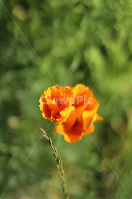 양귀비,빛,화려함,강렬함,고귀함,식물,자연,plants,nature,꽃,flower
