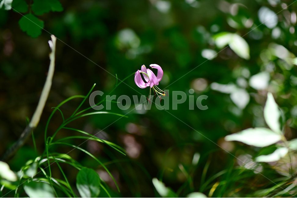 솔나리,야생화,식물,자연,꽃,생태,힐링,플라워,wildflower,flower,plants,nature,season,감성,느낌,emotion,feeling,백합목,백합과,여름,백합속,분홍색,여러해살이풀,식물,자연,plants,nature,꽃,flower