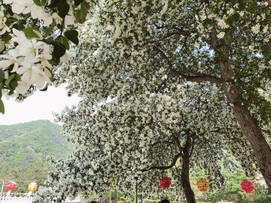 자연,풍경,산,꽃,나무,봄,nature,자연풍경