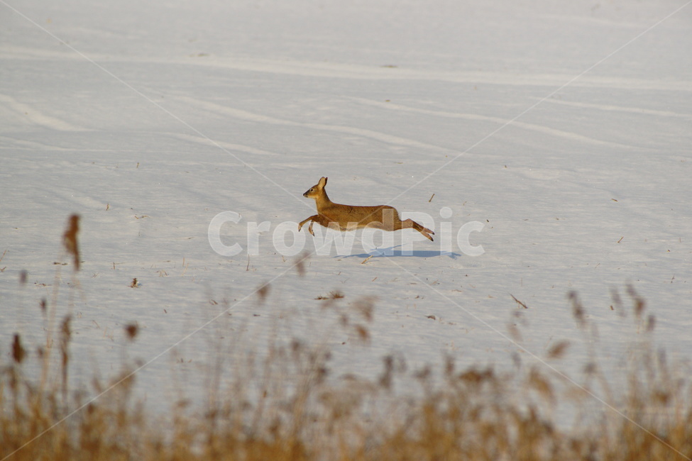 고라니,동물,설경,환경,풍경,겨울,계절,winter,season,동물,animal,포유류,mammal