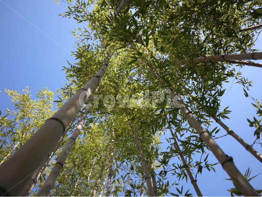 대나무,하늘,위로,푸르른,식물,plant,식물,자연,plants,nature,나무,trees,wood