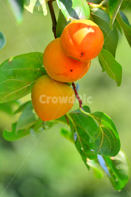 감,과일,열매,음식,가을과일,식용,주항색,노랑색,나무열매,셋,잎새,단감,결실,fruit,food,persimmon,클로즈업,접사,가을분위기,가을이미지,한국적,korean,감나무,식물,자연,plants,nature,과일,열매,fruit