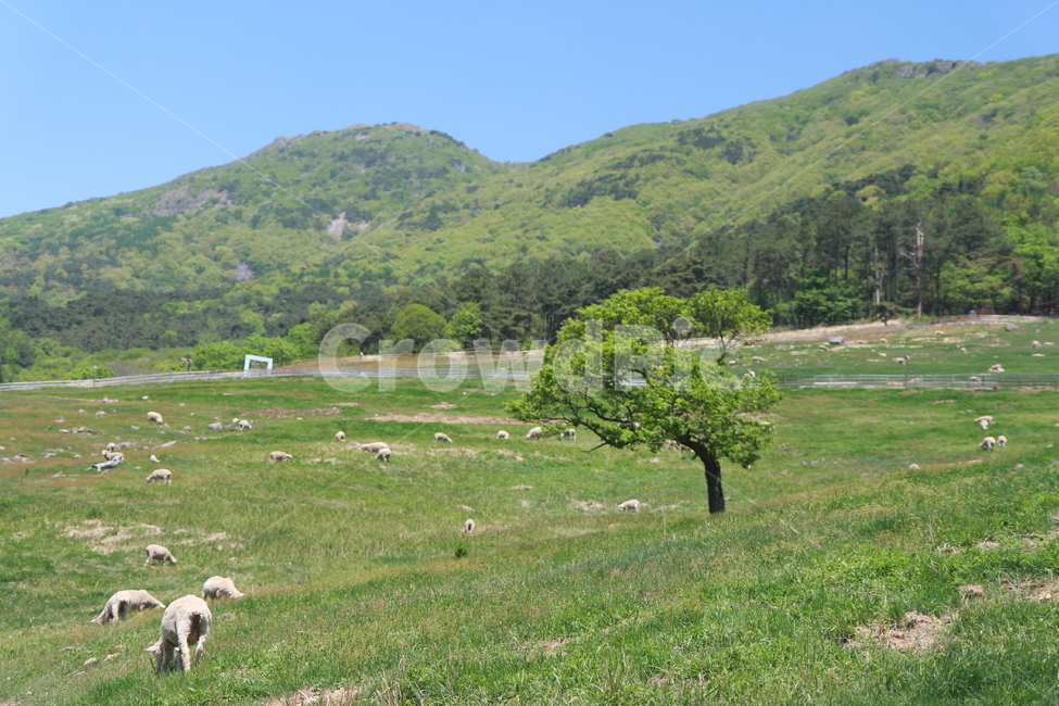 양,나무,목장,나무한그루,sheep,tree,green