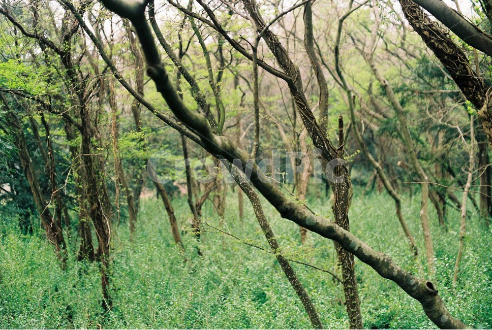 제주도,자연,나무,초록,숲,식물,자연,plants,nature,나무,trees,wood,감성,sensible,feeling,휴식,힐링,rest,relaxation,healing