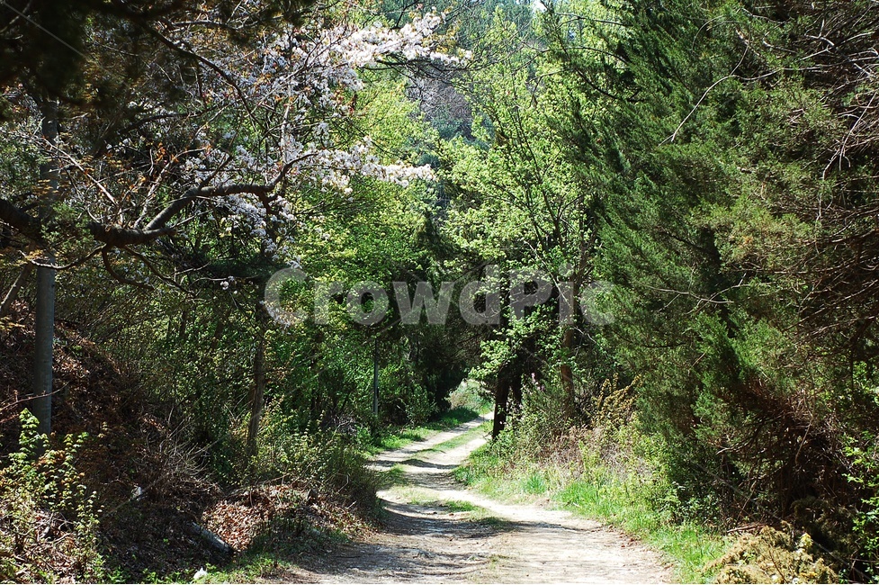 자연,경치,풍경,녹색,길,오솔길,등산,대전,대전둘레산길,자연,풍경,nature,landscape,휴식,힐링,rest,relaxation,healing,gravel,자갈,dirt road,흙길,road,도로