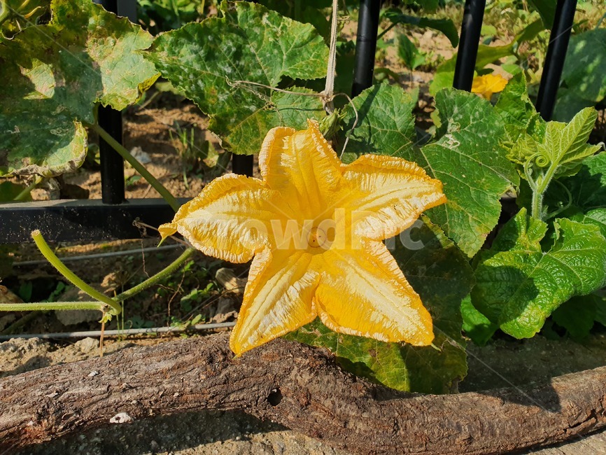 plant,식물,꽃,호박꽃,자연,식물,자연,plants,nature,꽃,flower